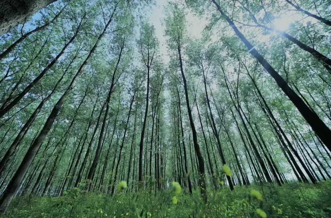 誠(chéng)通碳匯經(jīng)營(yíng)管理（湖南）有限責(zé)任公司